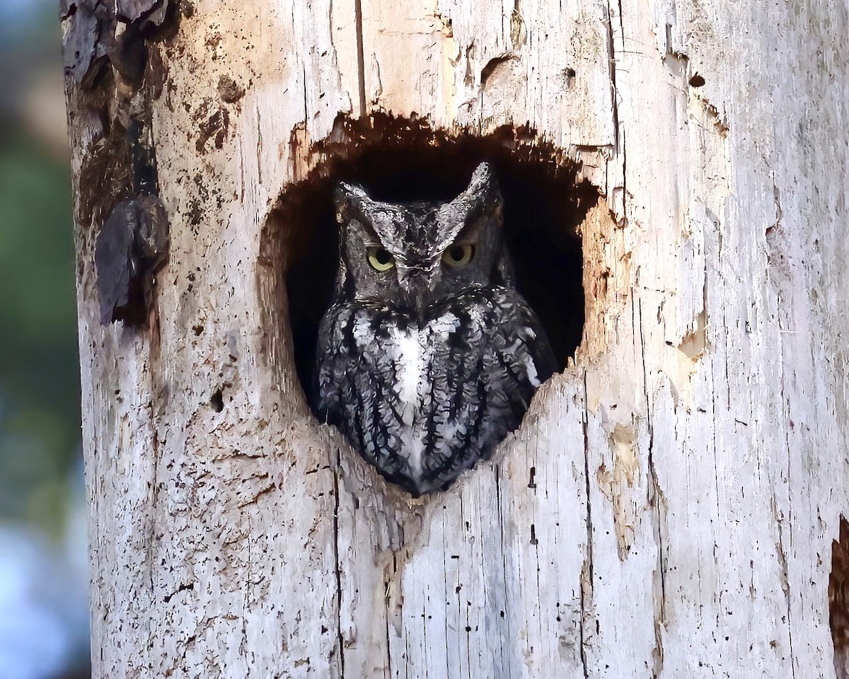 Eastern Screech-Owl - Debbie Kosater