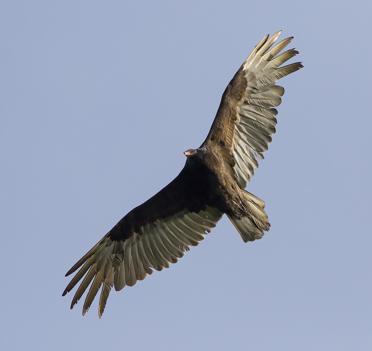 Turkey Vulture - ML572587061