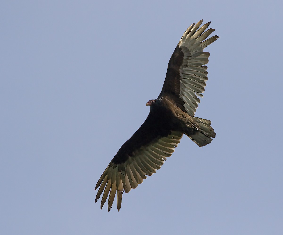 Turkey Vulture - ML572587091