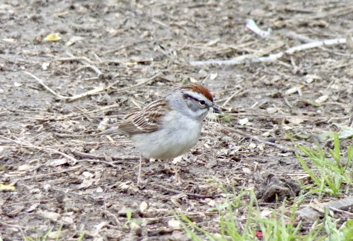 Chipping Sparrow - ML572588641