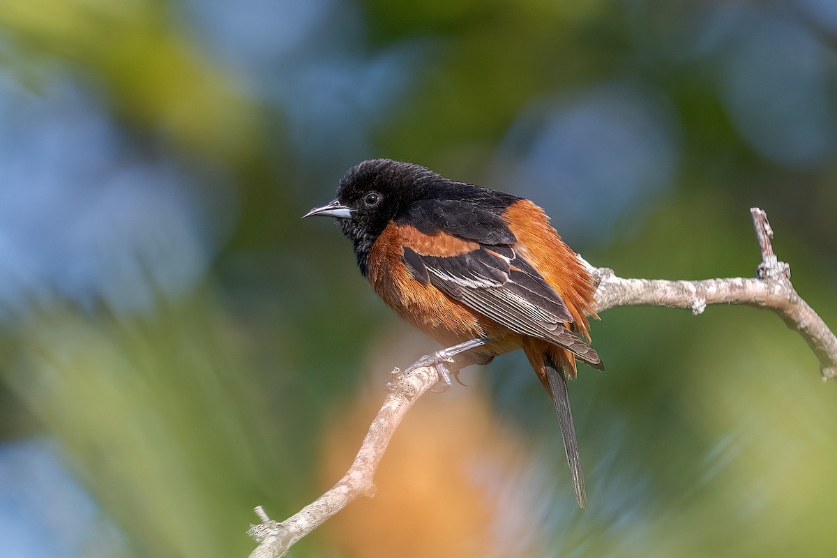Orchard Oriole - ML572594501