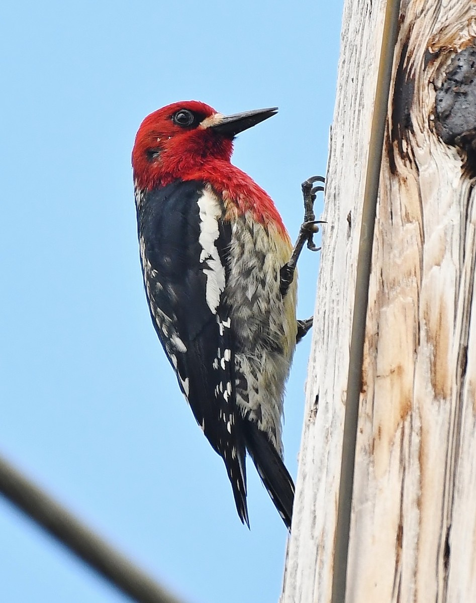 Red-breasted Sapsucker - ML572594621