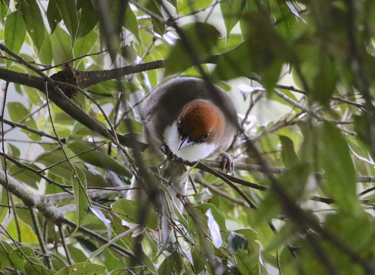 Rufous-crowned Laughingthrush - Gil Ewing