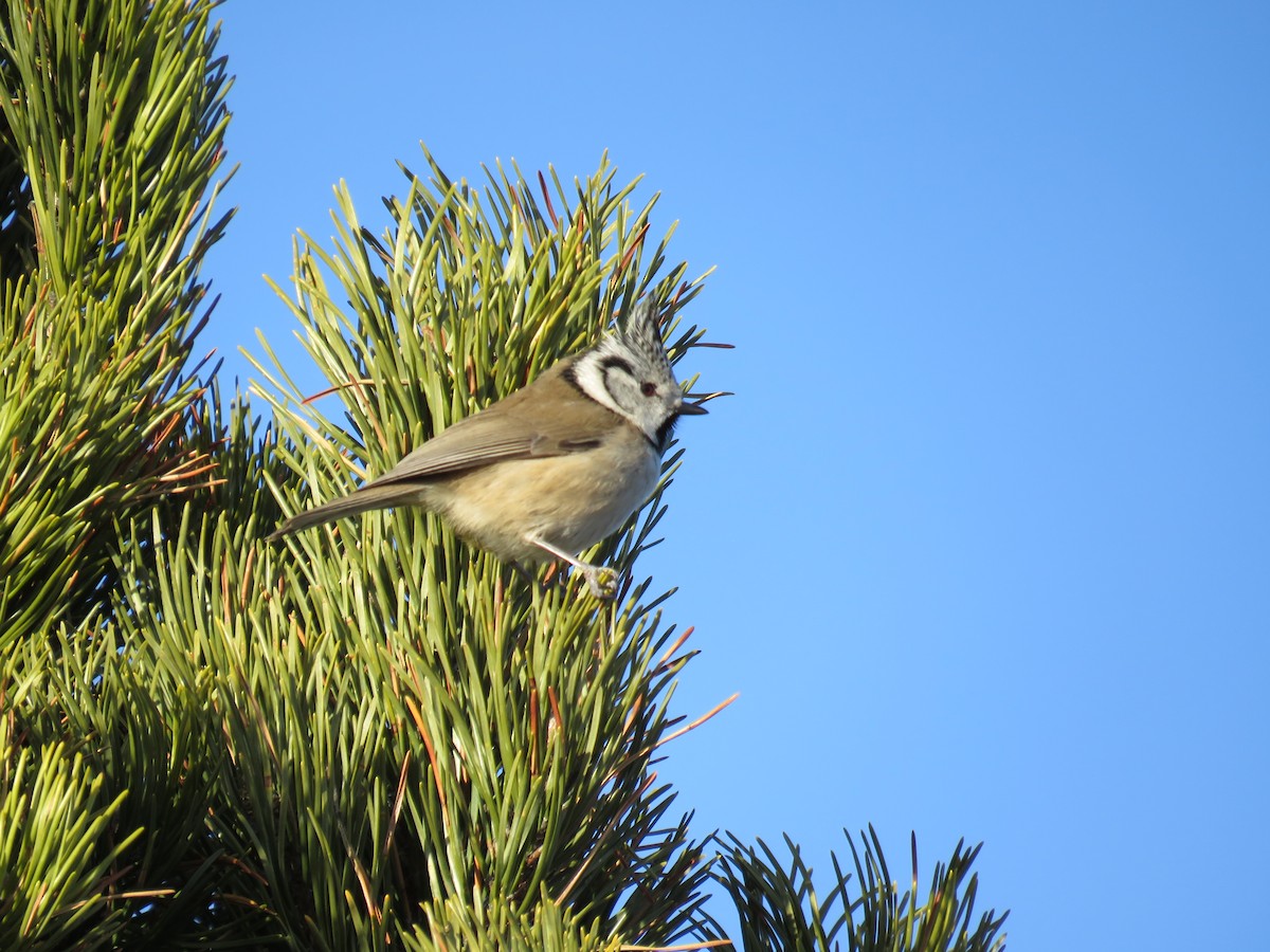 Crested Tit - ML572598031