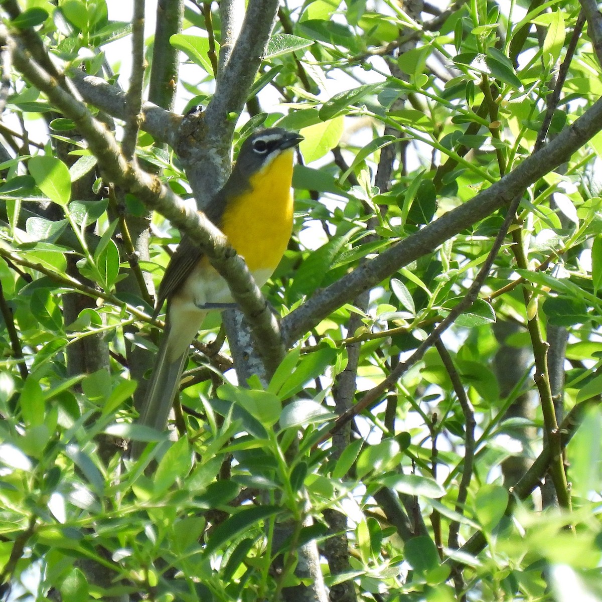 Yellow-breasted Chat - ML572600331