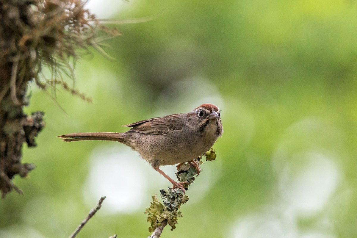 Rufous-crowned Sparrow - Jesse Huth