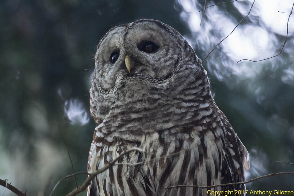 Barred Owl - Anthony Gliozzo