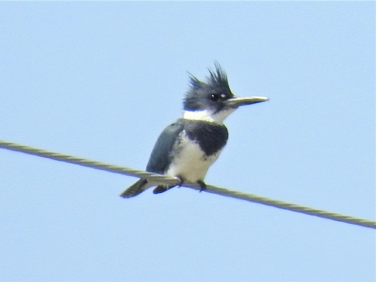 Belted Kingfisher - Dennis S Main