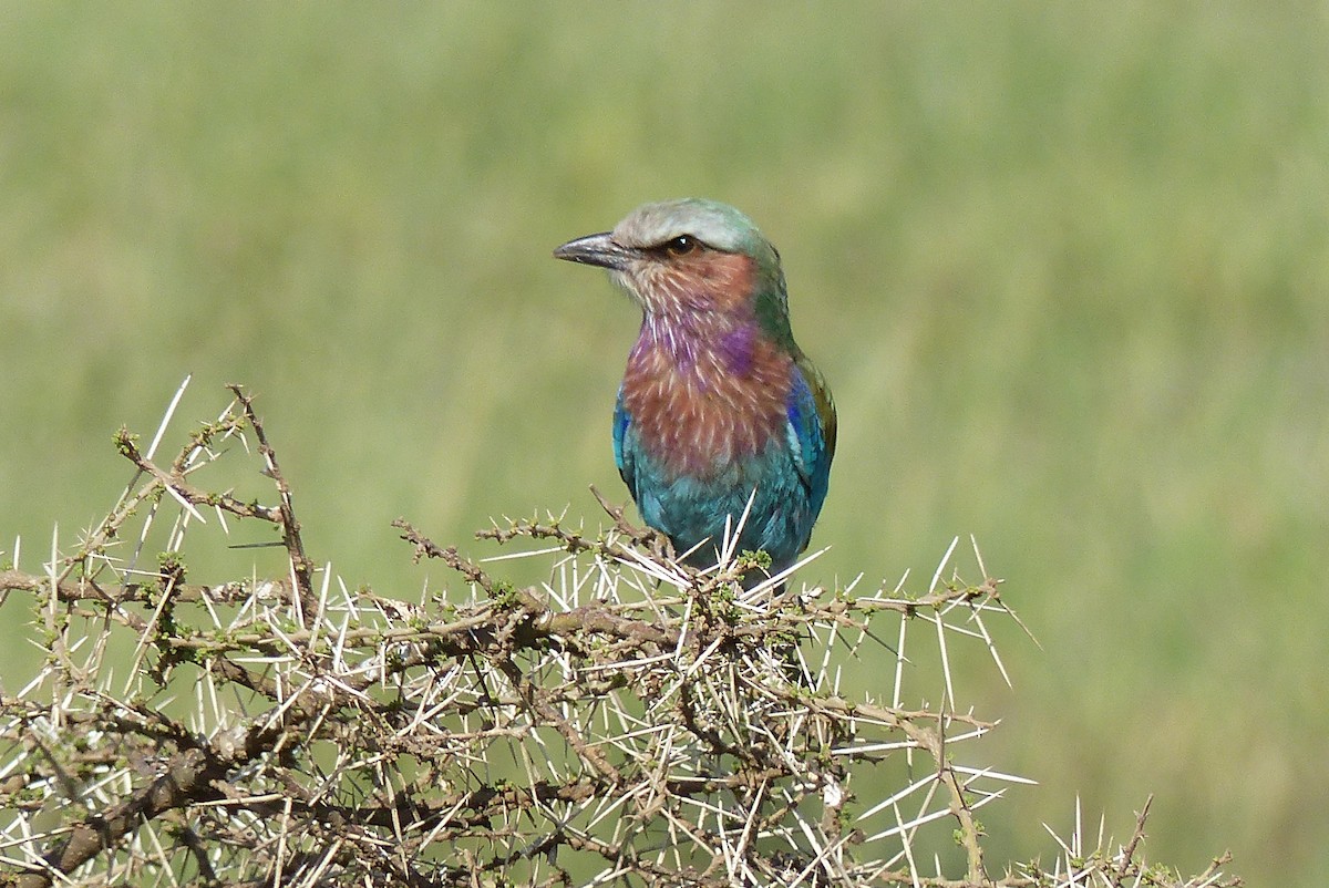 Lilac-breasted Roller - ML572614001