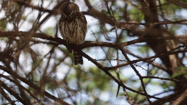 Pearl-spotted Owlet - ML572615031