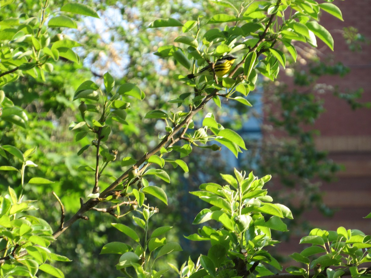 Magnolia Warbler - ML572616461