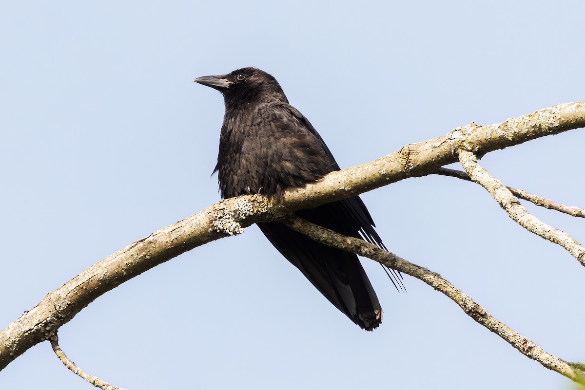 American Crow - ML572619591