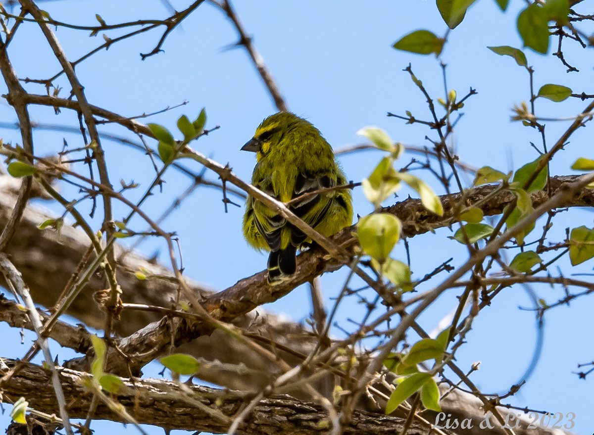 Yellow-fronted Canary - ML572620651