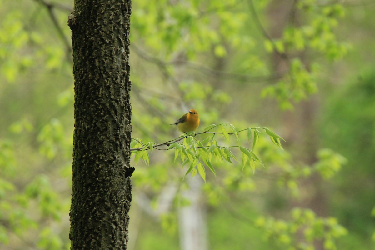 Prothonotary Warbler - ML572624061