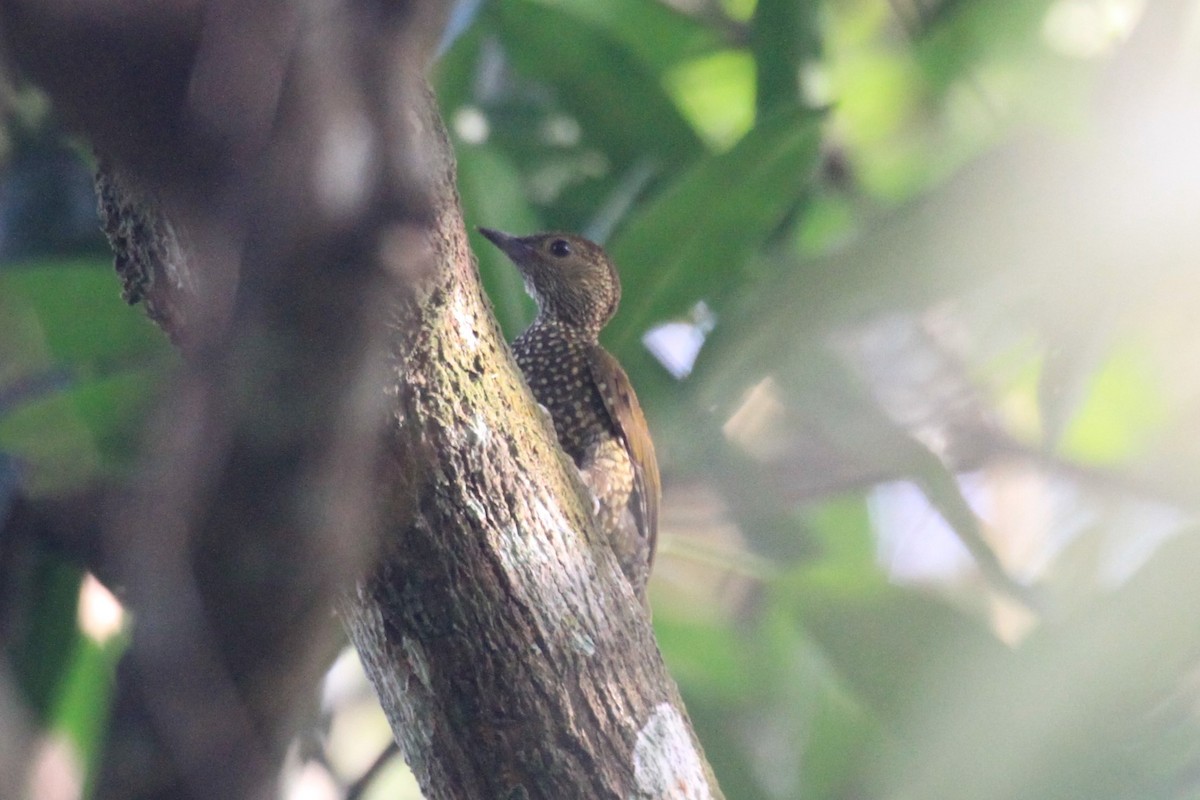Buff-spotted Woodpecker - ML57262731
