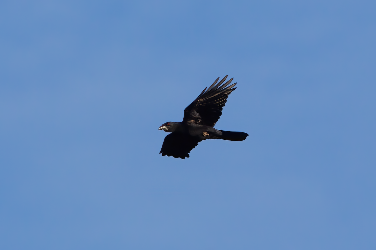 White-necked Crow - ML572627611