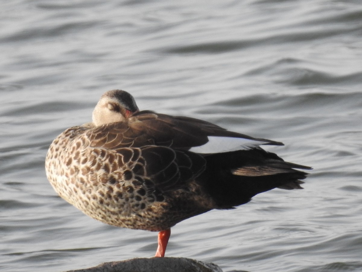 Indian Spot-billed Duck - ML57262841