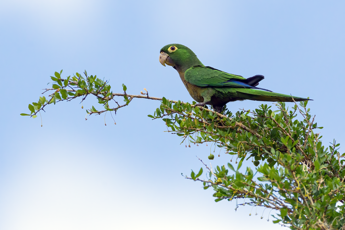 Olive-throated Parakeet - ML572629841