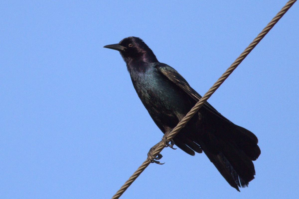 Boat-tailed Grackle - ML572630271
