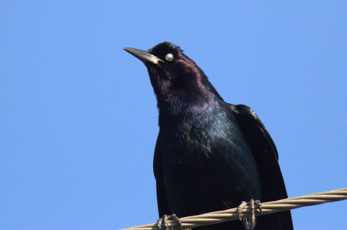 Boat-tailed Grackle - ML572630361
