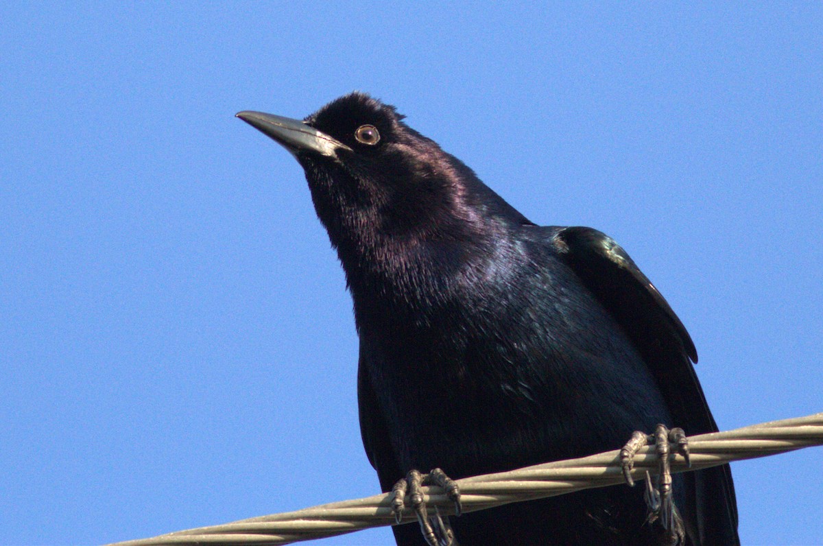 Boat-tailed Grackle - ML572630391