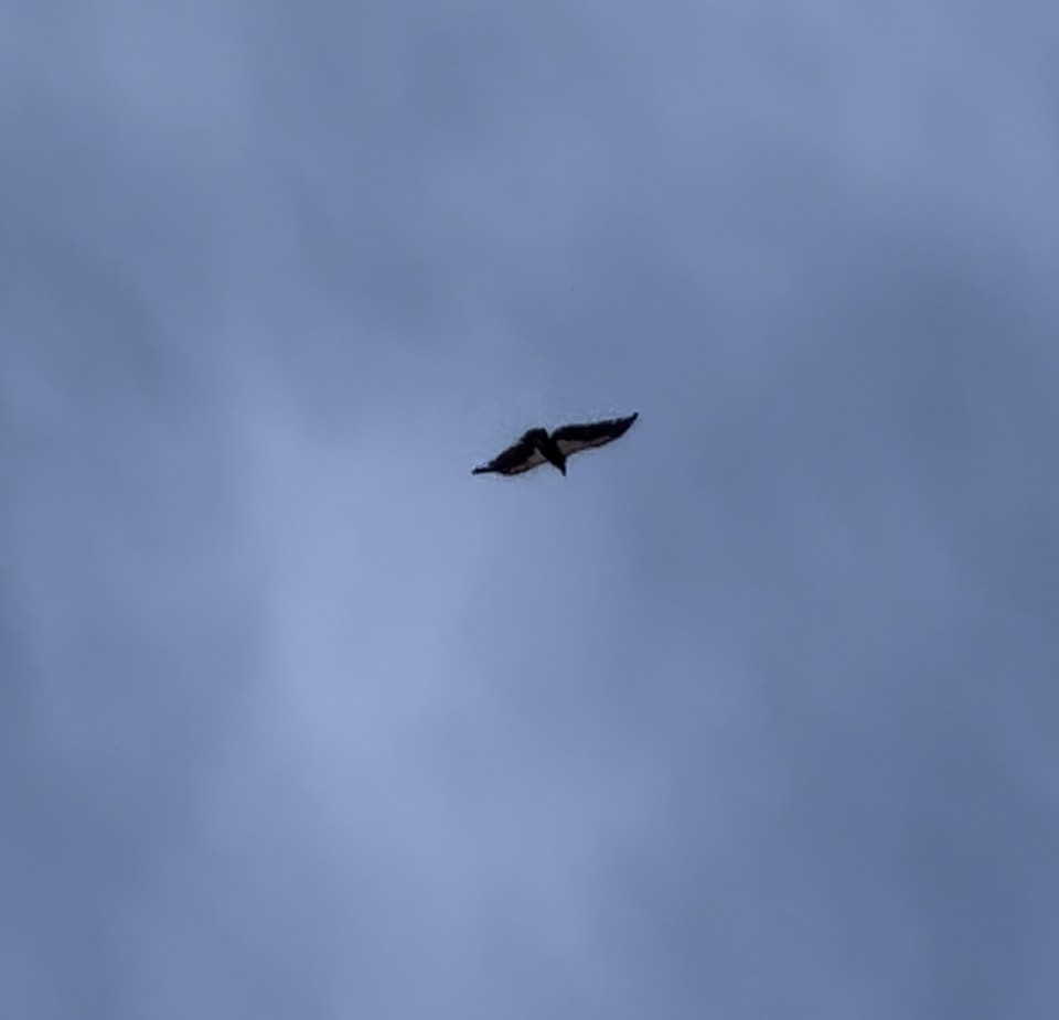 Condor de Californie - ML572631101