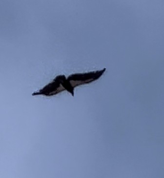 Condor de Californie - ML572631111