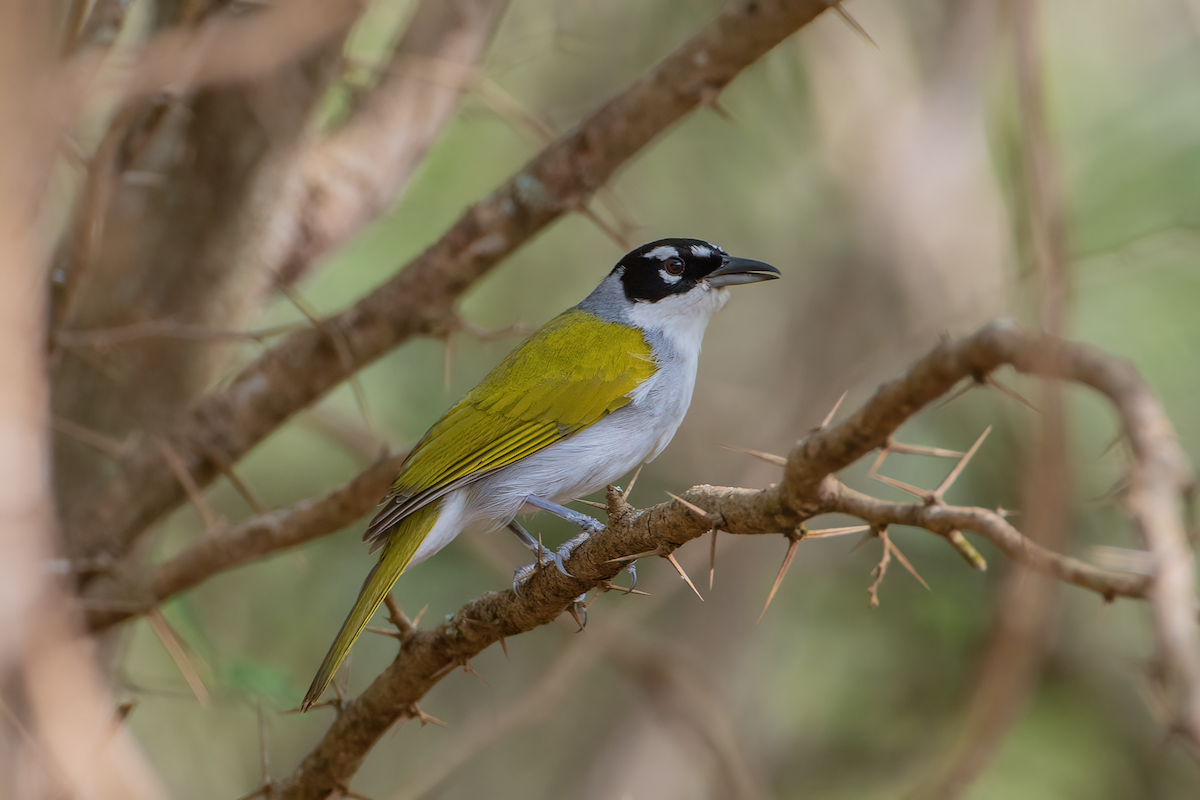 Black-crowned Palm-Tanager - ML572639111