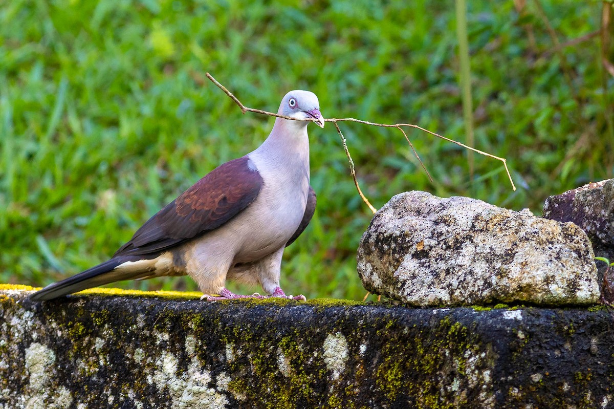 Mountain Imperial-Pigeon - ML572640771