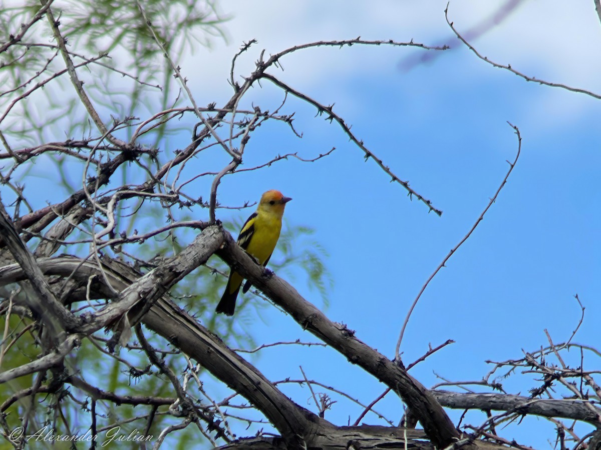 Western Tanager - ML572641221