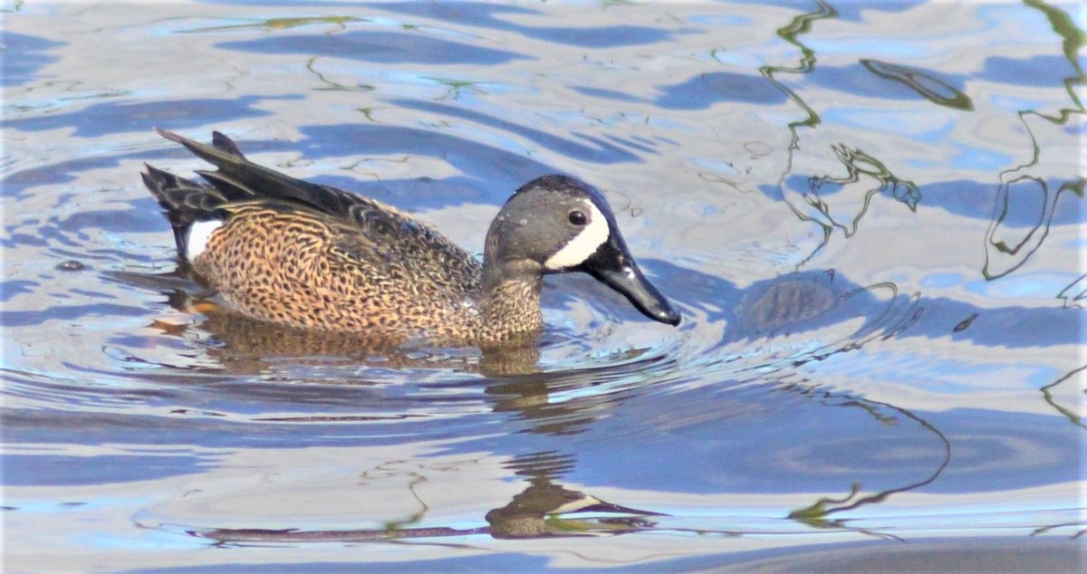 Blue-winged Teal - ML57264131