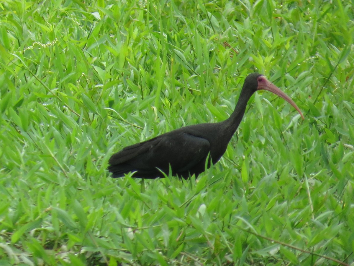 ibis tmavý - ML572641641