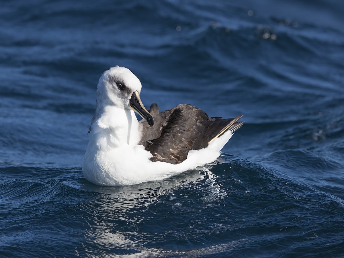 Gray-headed Albatross - Niall D Perrins