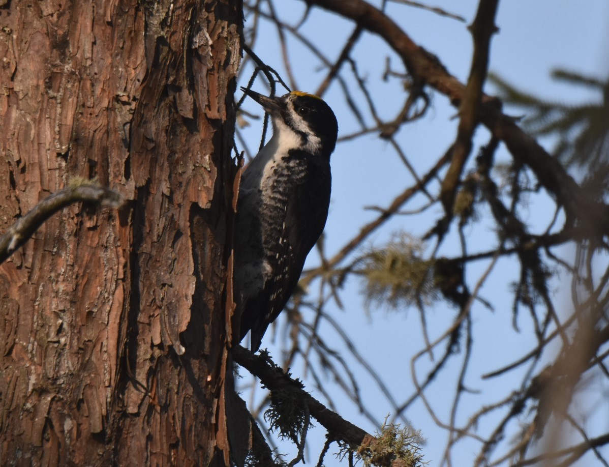 Black-backed Woodpecker - ML572645851