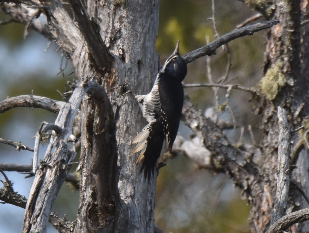 Black-backed Woodpecker - Jim Leitch
