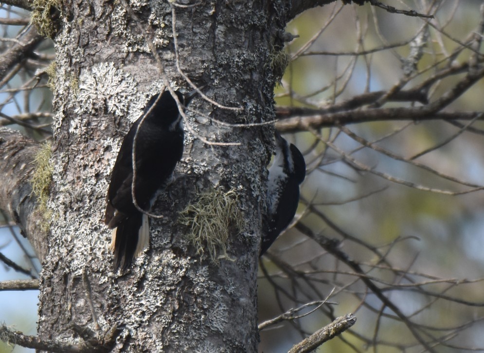 Black-backed Woodpecker - ML572645891