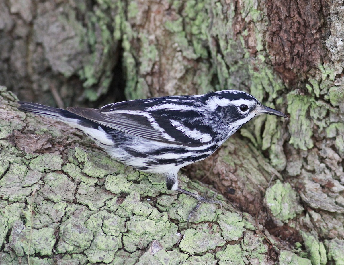 Black-and-white Warbler - ML57264641
