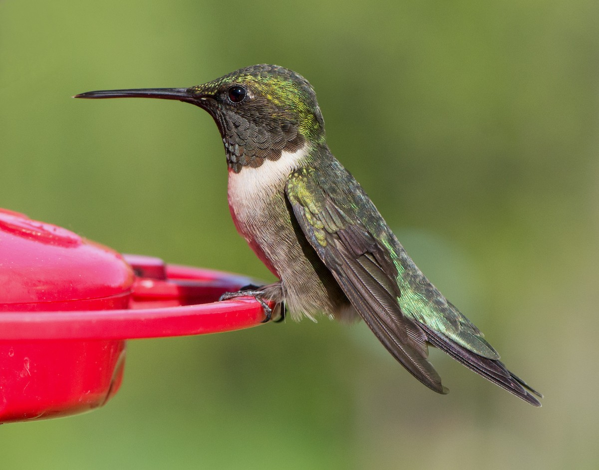 Ruby-throated Hummingbird - ML57264691