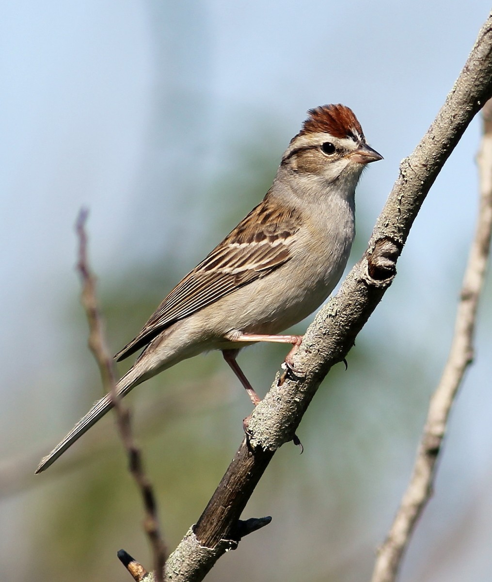 Chipping Sparrow - Jason Leifester