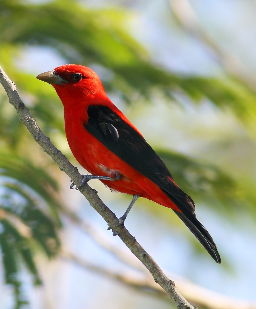 Scarlet Tanager - ML57264901