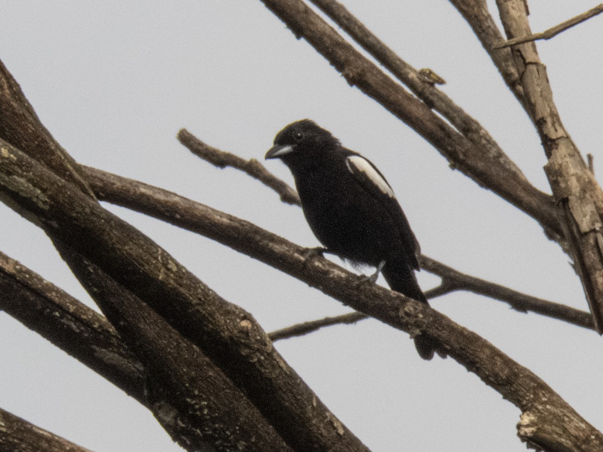 White-shouldered Tanager - ML572650081