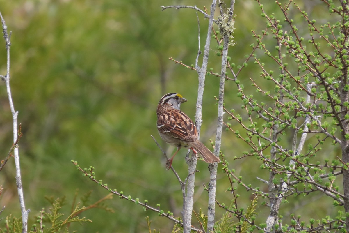 White-throated Sparrow - ML572655871