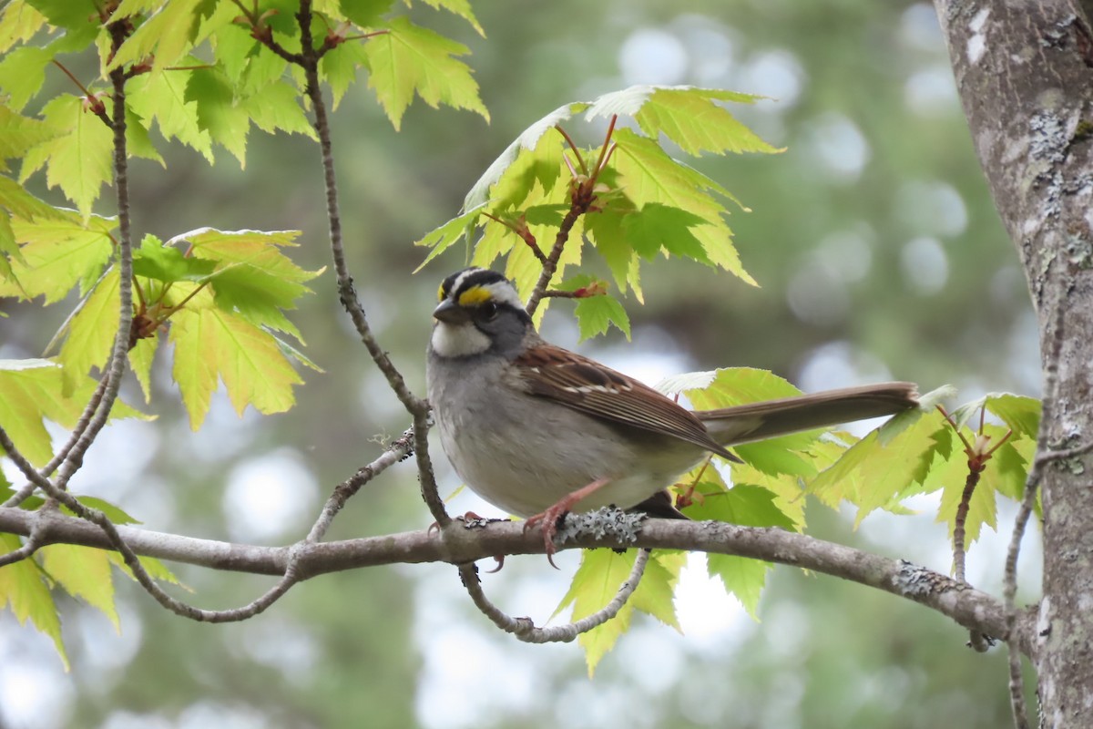 White-throated Sparrow - ML572655881