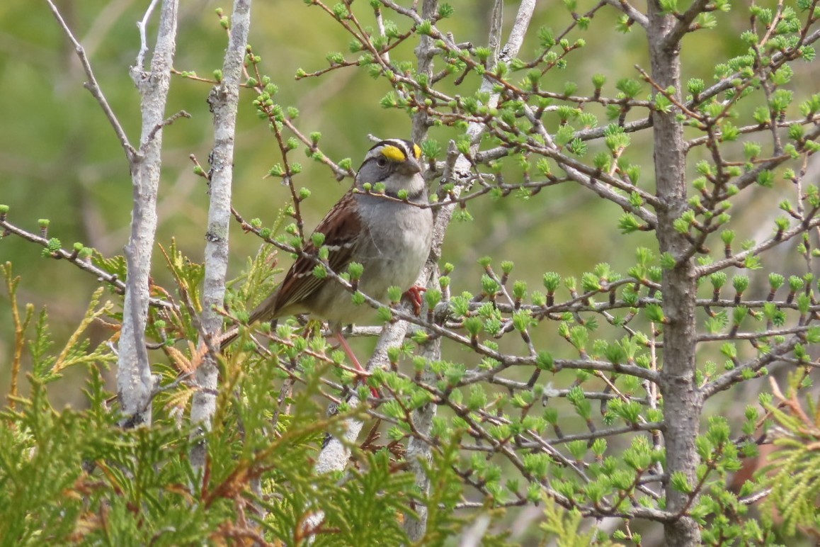 White-throated Sparrow - ML572656531