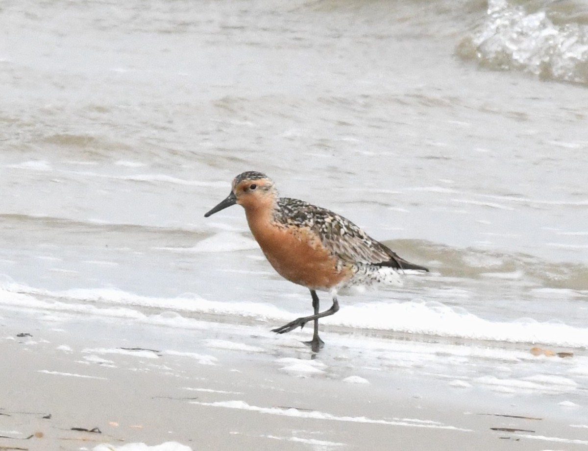 Red Knot - ML572657921