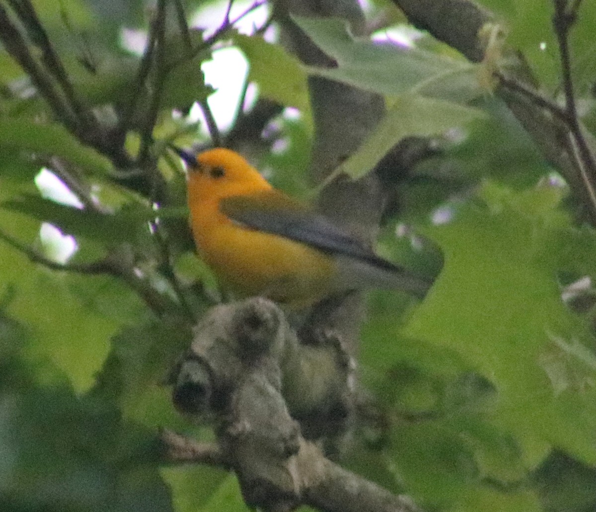 Prothonotary Warbler - ML57266431