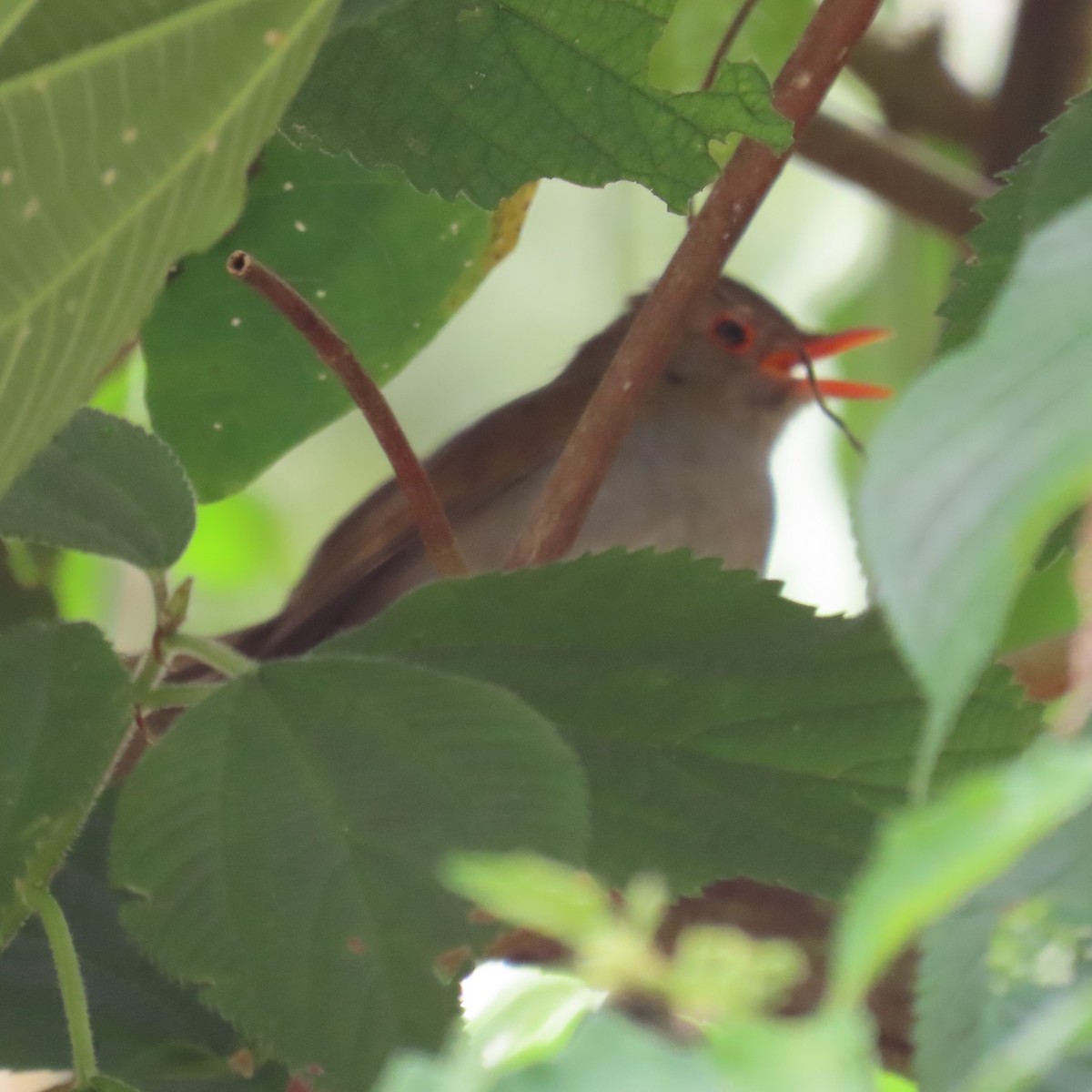 Orange-billed Nightingale-Thrush (Orange-billed) - ML572665211