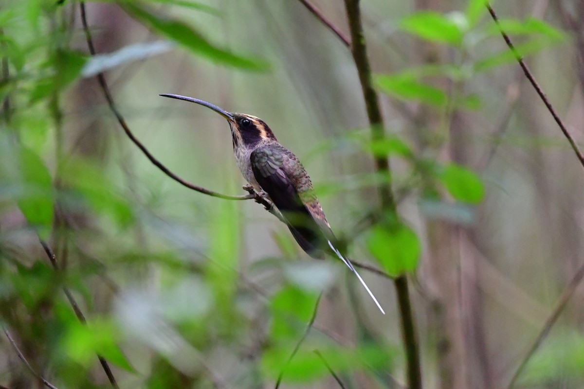 Scale-throated Hermit - ML572665271