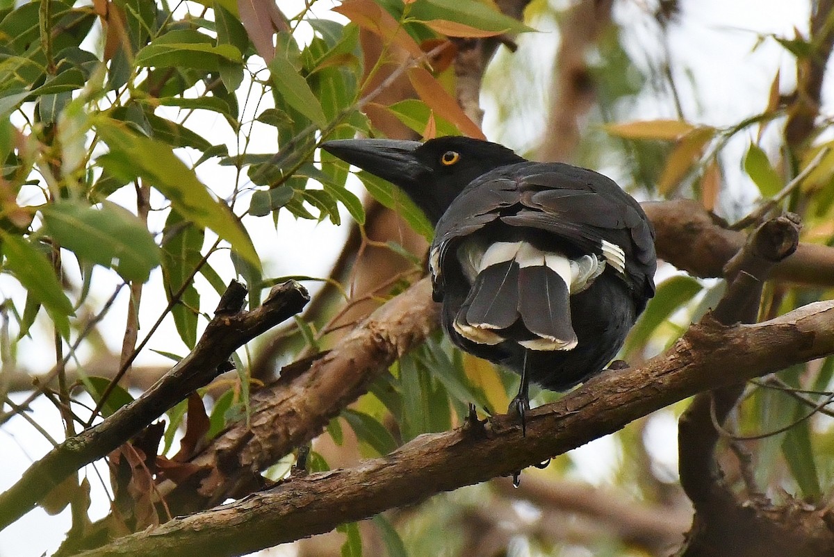 Pied Currawong - ML57266551