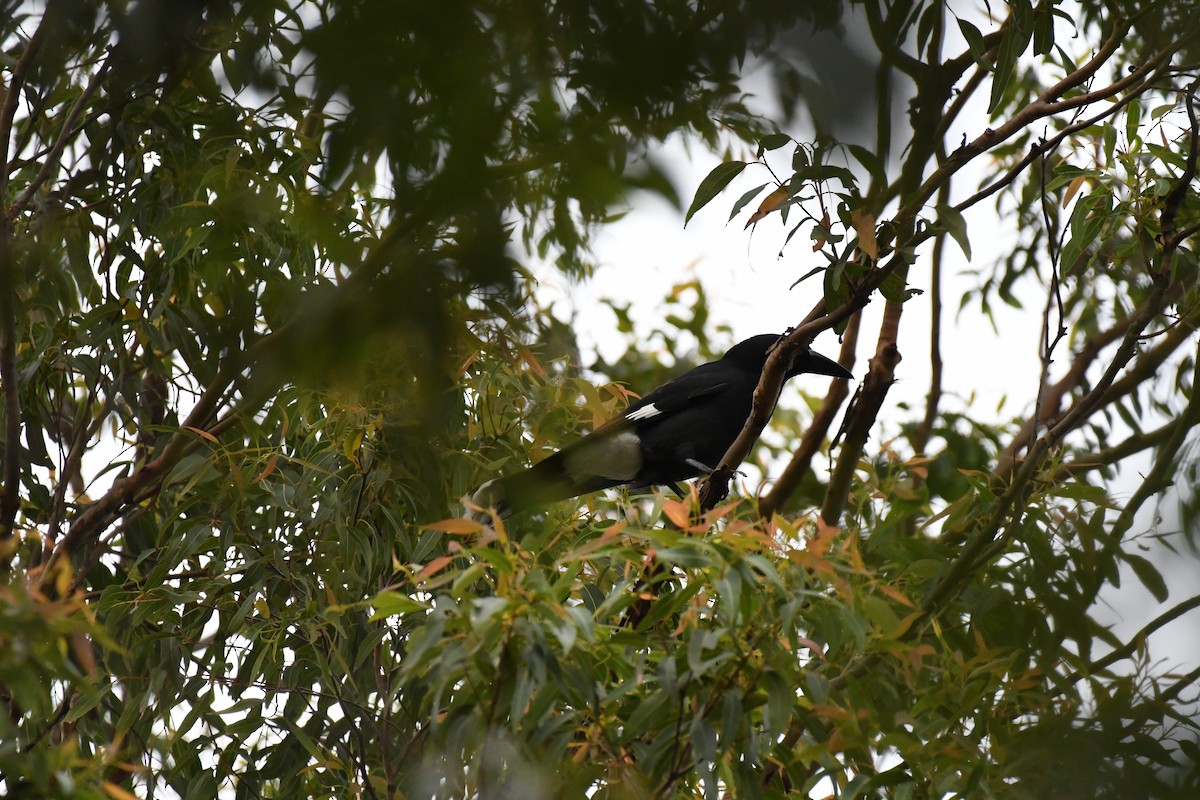 Pied Currawong - ML57266631
